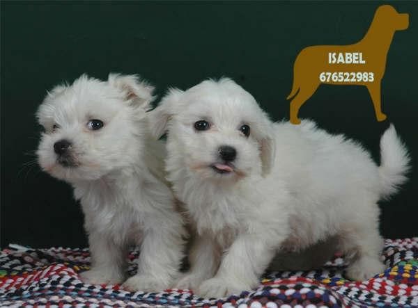 Cachorros de Bichon Maltes ,los mejores !