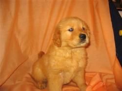 cachorros golden retriever