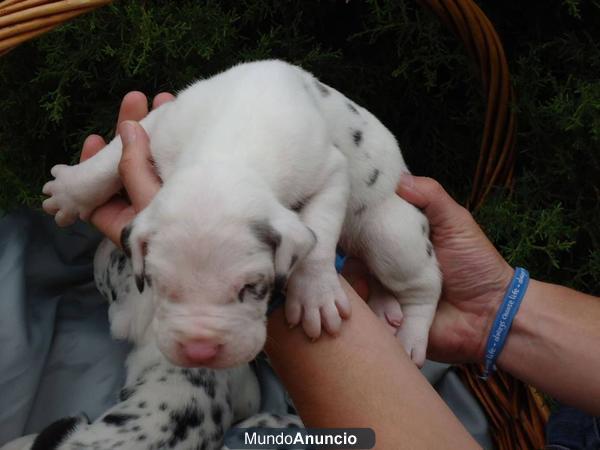 Dogos Alemanes Arlequines