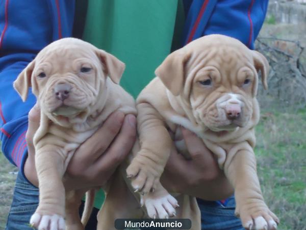 HEMBRAS PITBULL RED NOSE 2 MESES 400€