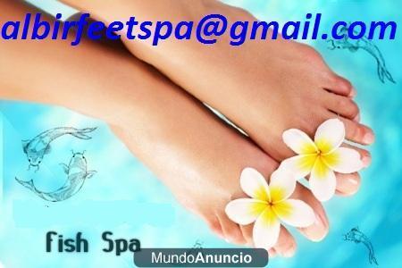 ictioterapia feet spa garra rufa peces