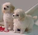 mini encantadora cachorros poodle gratis