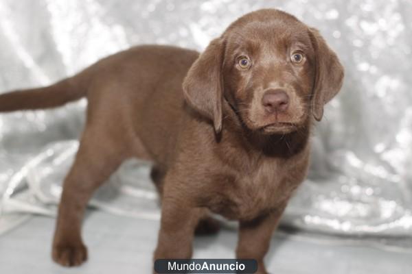 Perros en Barcelona de todas las razas, perros, cachorros, criadero, venta  En AQUANATURA