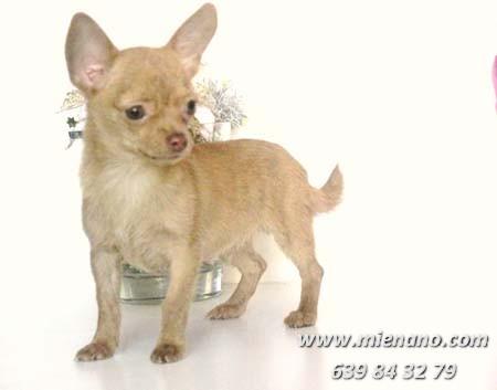 PRECIOSOS CACHORROS DE CHIHUAHUA A LA VENTA