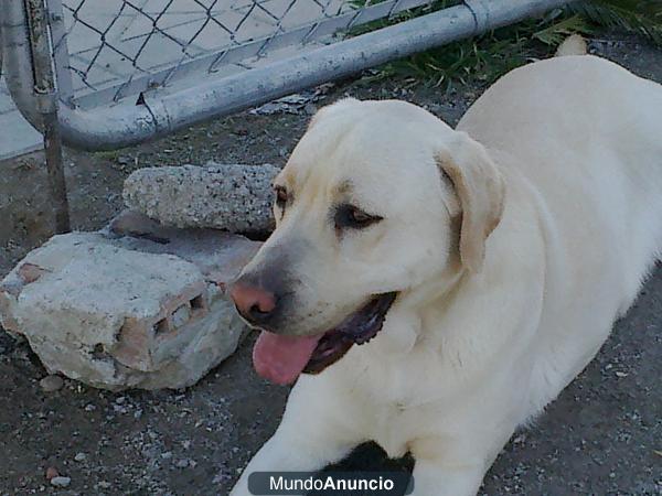 REGALO PERRO LABRADOR POR NO PODER ATENDER