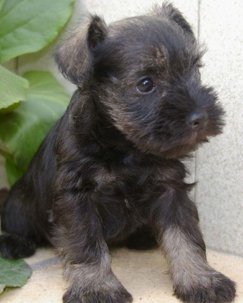 schnauzer miniatura sal y pimienta 450€, con pedigree