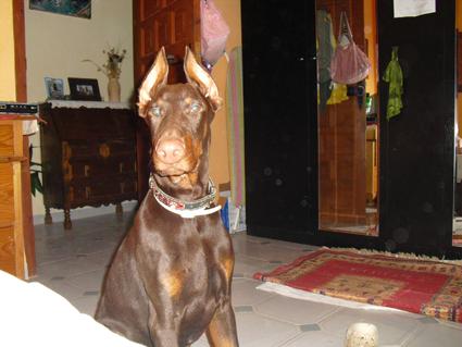 se ofreze doberman para monta