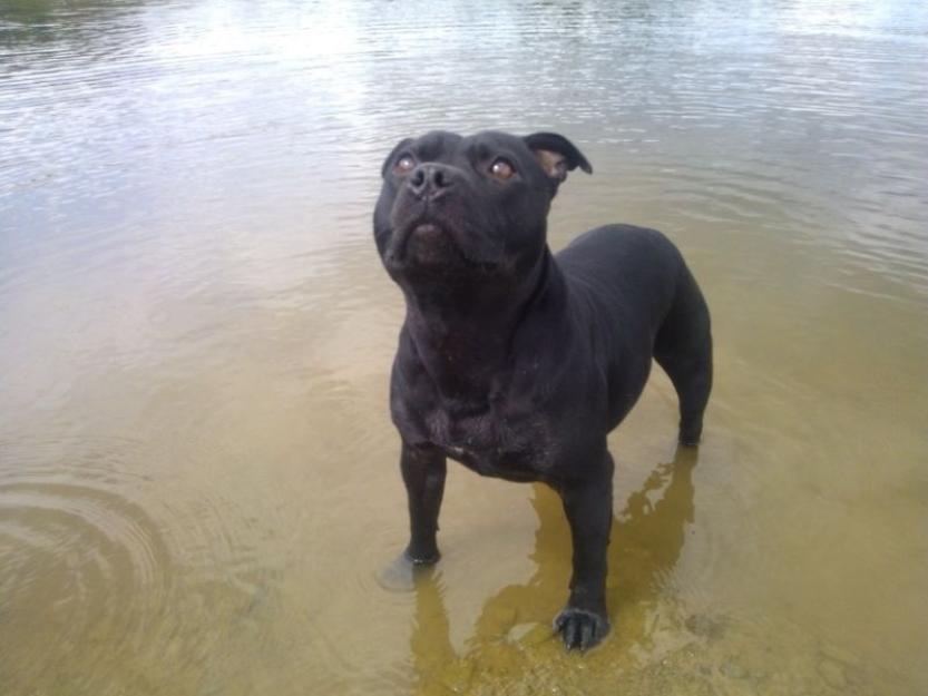 Staffordshire bull terrier para entregarse , dos meses de edad