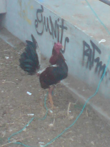 VENDO GALLO INGLES