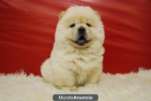 Chow Chow Blancos y Canelas¡ Preciosos¡