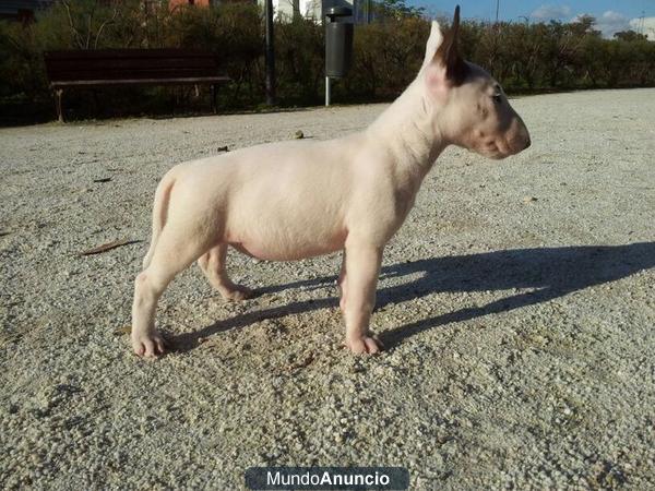 Cachorro Bullterrier Buena Camada