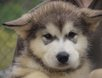 Cachorros de Alaskan Malamute