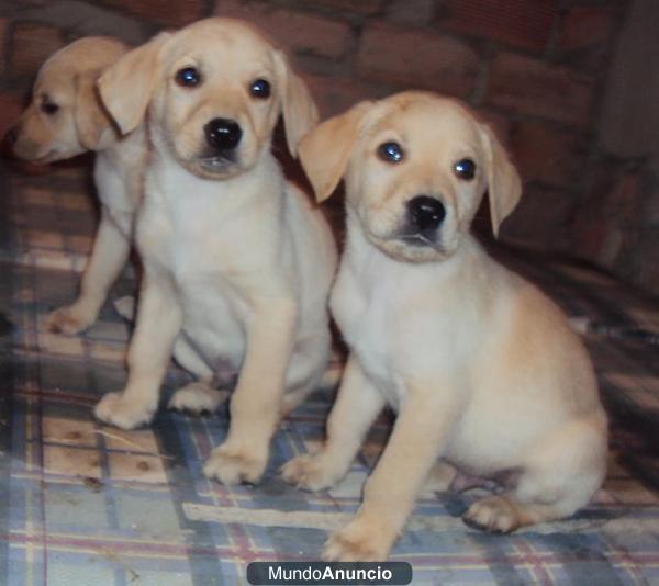 CACHORROS DE LABRADORES AMARILLOS