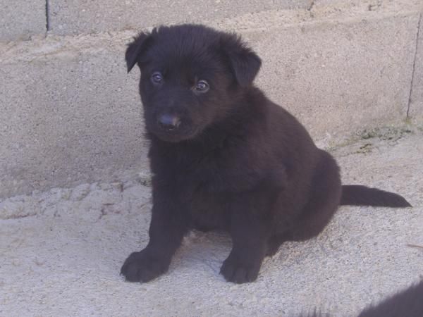 cachorros de pastor aleman