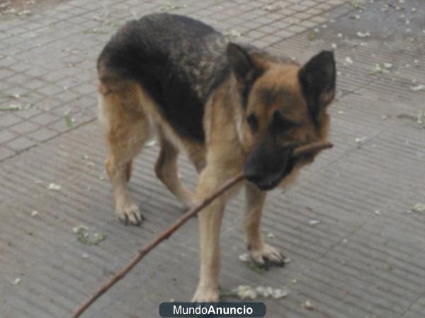 PASTORA UNA PERRITA MUY ESPECIAL