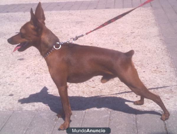 Pinscher para montas