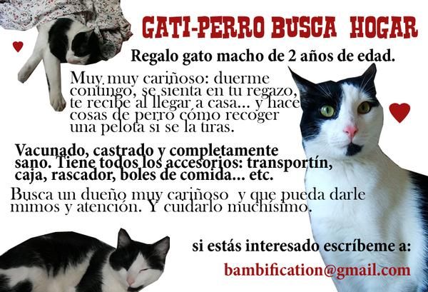 Regalo gato blanco y negro de 2 años