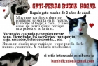 Regalo gato blanco y negro de 2 años - mejor precio | unprecio.es