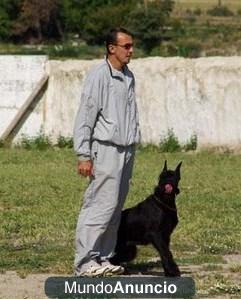 Educación y adiestramiento canino a domicilio