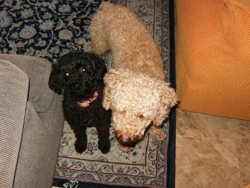 -- CANICHE y CANICHE TOY -  MAGGIE y ZAN