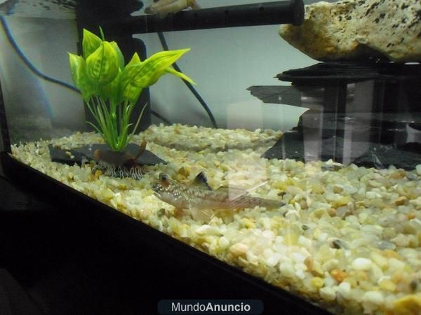 Acuario de 60 litros de 60x34x30