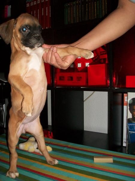 BOXER CON PEDIGREE  250 SIN 200