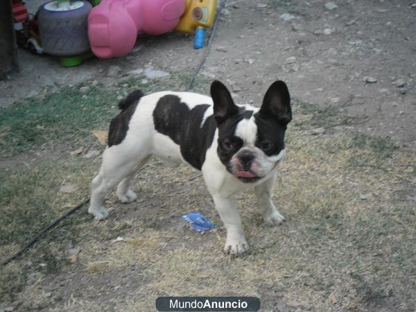 bulldog frances para monta en barcelona blanco y negro