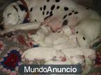 Cachorros de Dalmatas con 2 meses, hay para elegir y con documentacion en mano