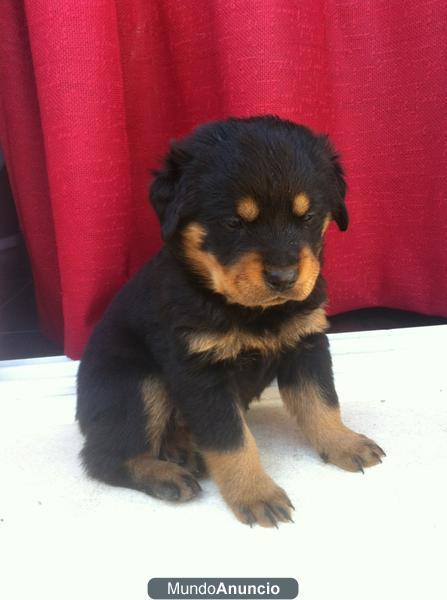 CACHORROS DE ROTTWEILER