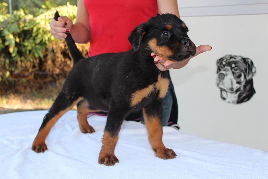 Excelentes cachorros de rottweiler