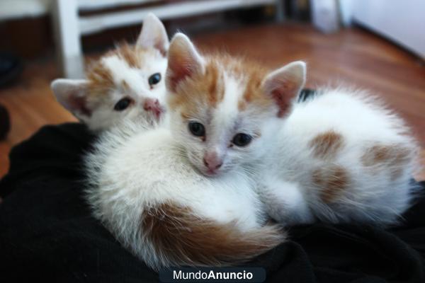 GATITOS BUSCAN FAMILIA