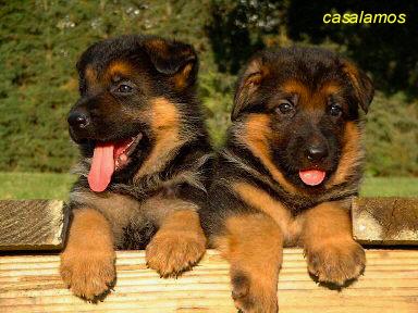 Pastor alemán cachorros pura raza en Málaga