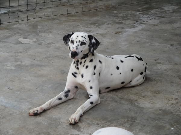 SE OFRECE DALMATA PARA MONTAS CON ESPERIENCIA