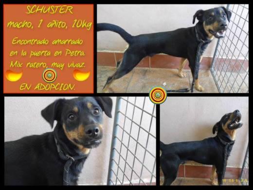 Mix Ratero en Adopción