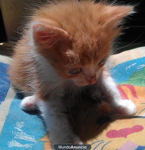 Adopta a este precioso gatito naranja de un mes