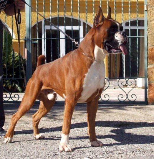 Boxer excelentes cachorros