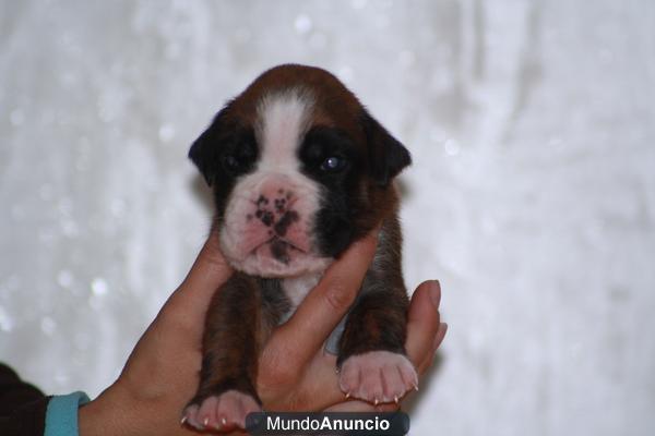 cachorritos Boxer