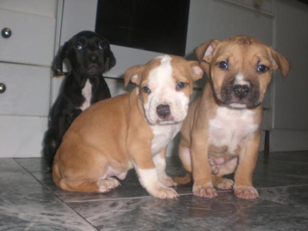 Cachorros American Staffordshire terrier