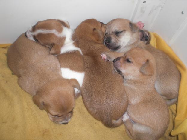 Cachorros cruce Jack Russell en adopcion