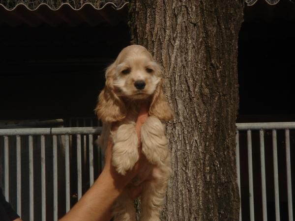 CACHORROS DE COCKER AMERICANO 480