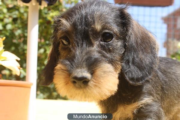 Cachorros teckel pelo duro