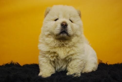 camada de chow chow, calidad en nuestros cachorros