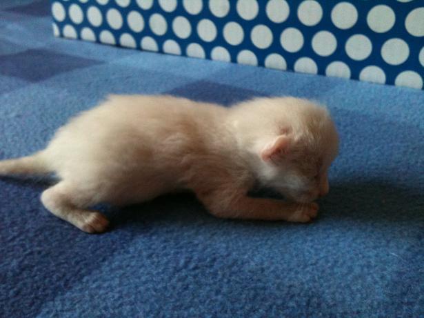 Odei precioso gatito de 15 días encontrado solito en la calle