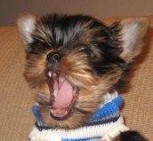 Yorkshire terrier macho y hembra