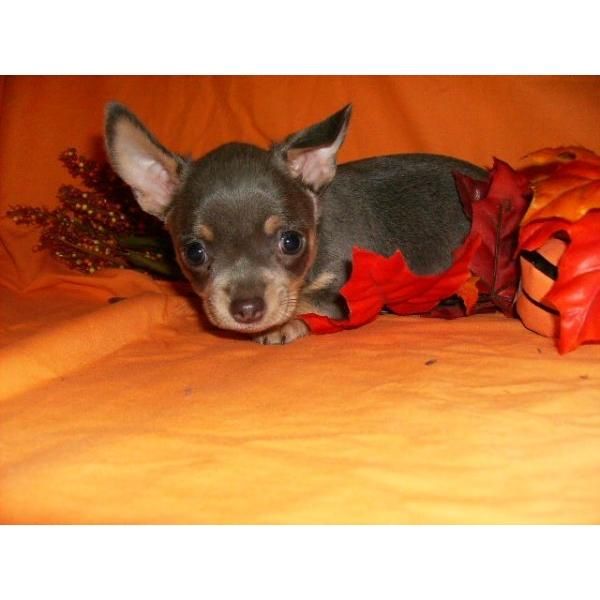 cachorro chihuahua para la venta.