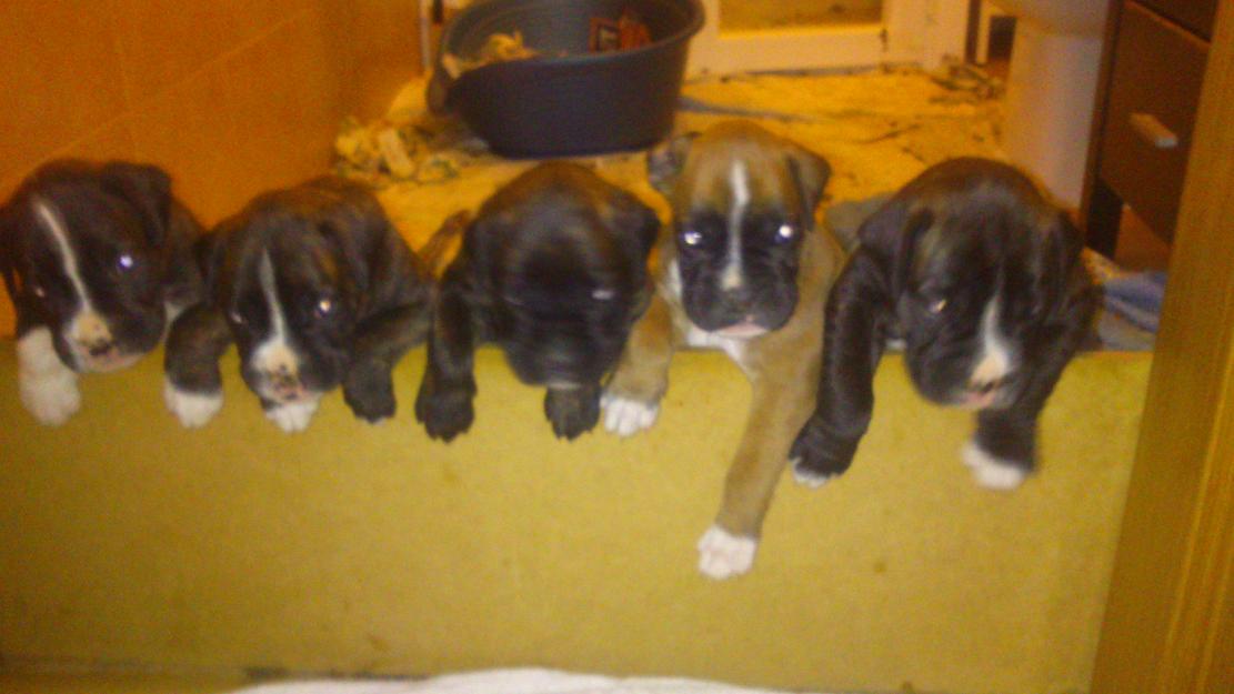 Cachorros boxer negociable