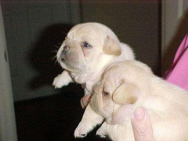 Cachorros de Bulldog frances Particular  100