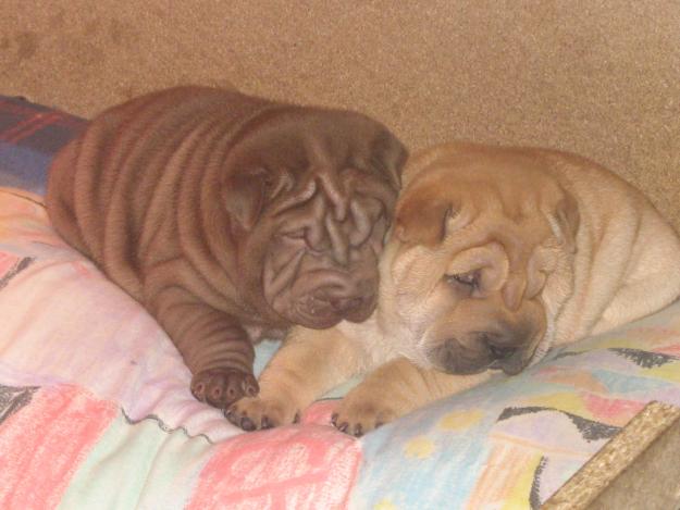 excelentes cachorros de shar pei