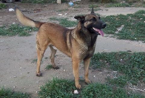 magnificos cachorros de pastor belga malinois