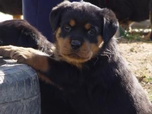 Rottweiler , cachorros disponibles barcelona